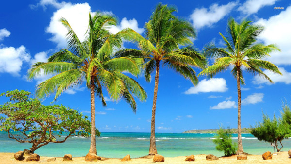 palm-trees-6